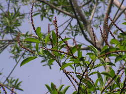 Image of milktree