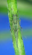Image of Pleotrichophorus