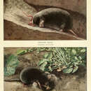 Image of Star-nosed Mole