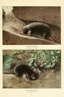 Image of star-nosed mole