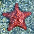 Image of Oreaster reticulatus