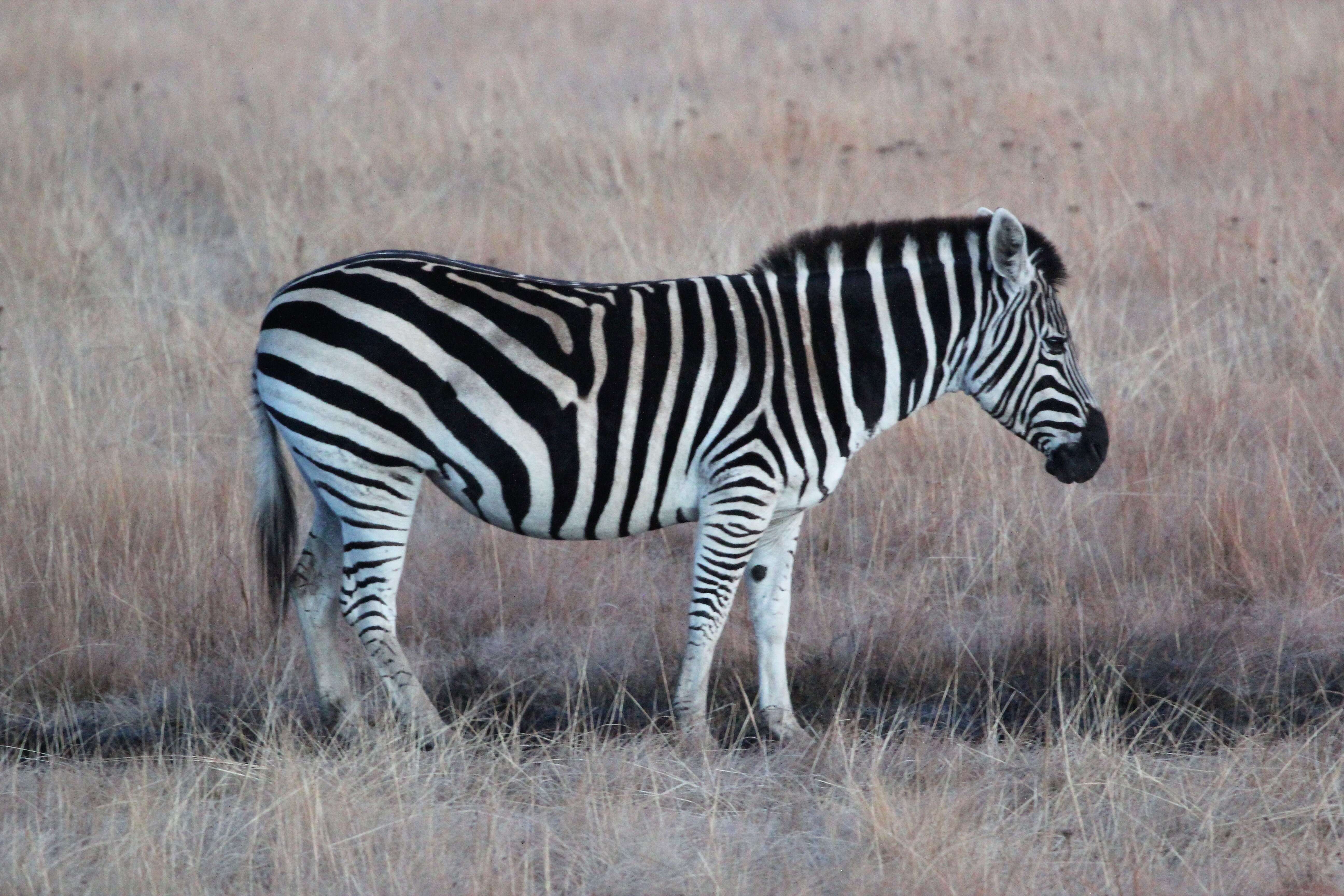 Image of Burchell's Zebra