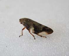 Image of spittlebugs