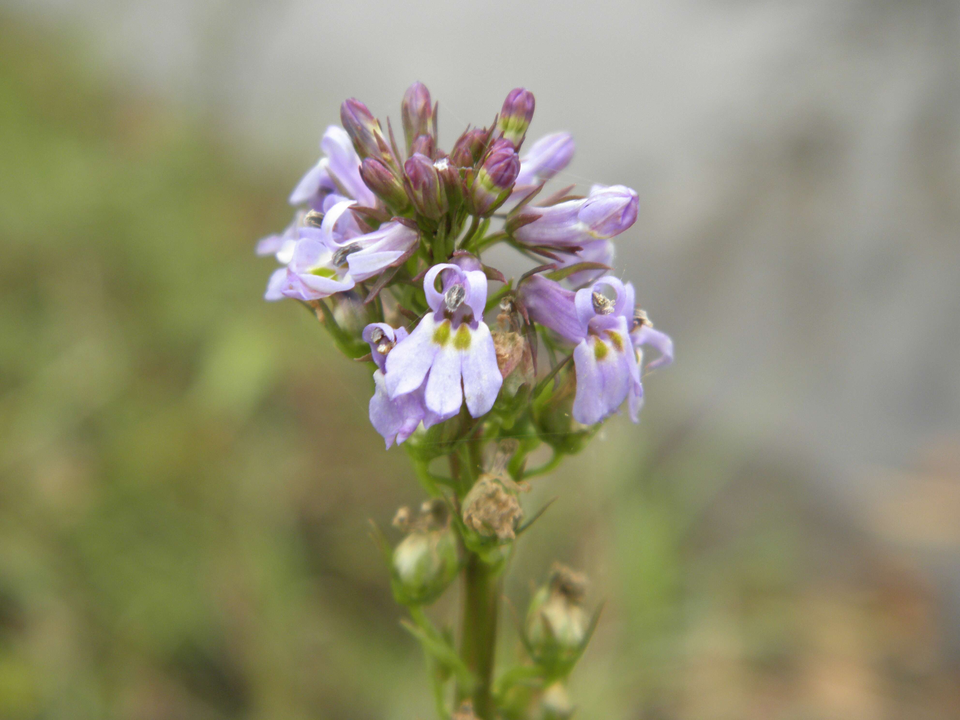 صورة Lobelia homophylla E. Wimm.