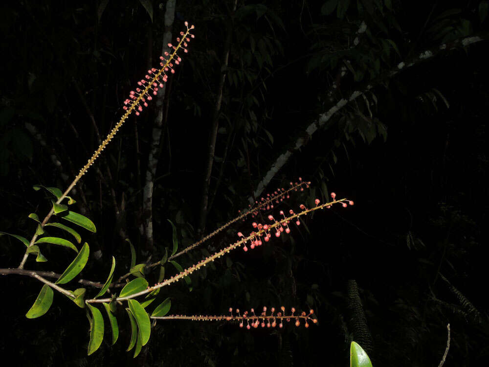 Image of Sarcopera sessiliflora (Triana & Planch.) H. G. Bedell