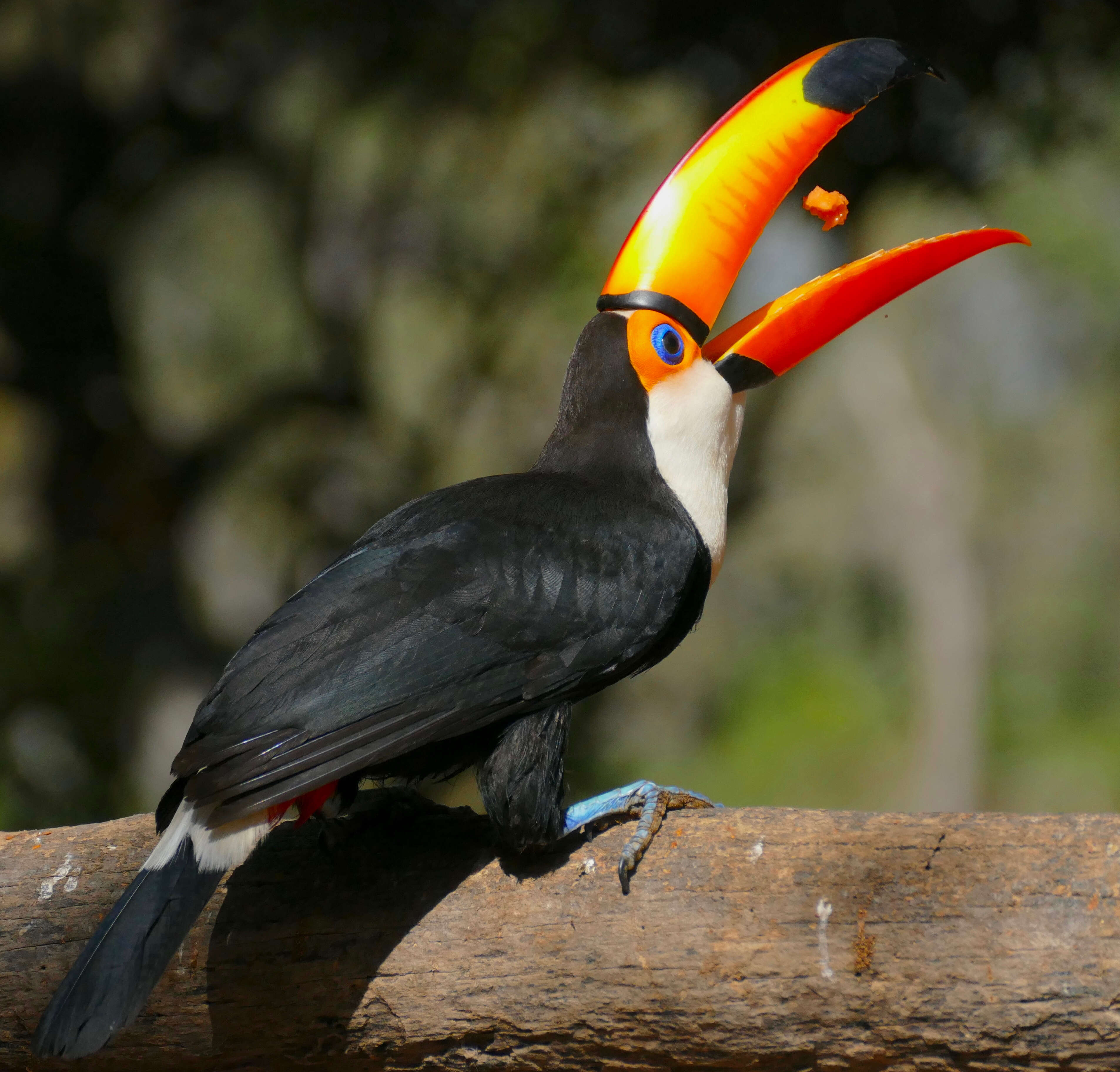 Image of Toucan Sp.