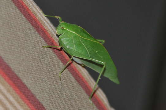 Image of Greater Angle-wing Katydid