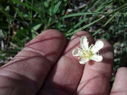 Image of Bog-stars