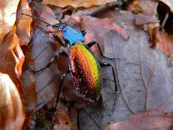 Image of Carabus (Chrysocarabus) hispanus Fabricius 1787