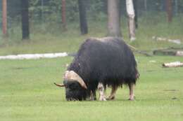 Image of muskox