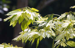 Image of great crested canopy lizard