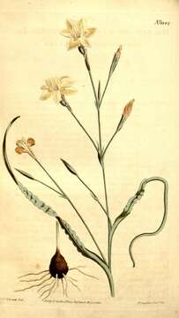 Image of Moraea crispa Thunb.