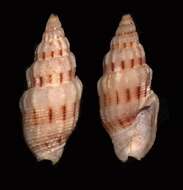 Image of Turbinelloidea Rafinesque 1815