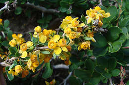 Image de Berberis montana C. Gay