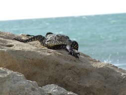 Image of monitor lizards