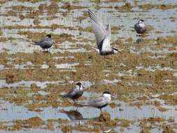 Image of Whiskered Tern