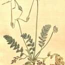 Image of Erodium acaule (L.) Becherer & Thell.