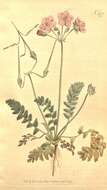 Image of Erodium acaule (L.) Becherer & Thell.