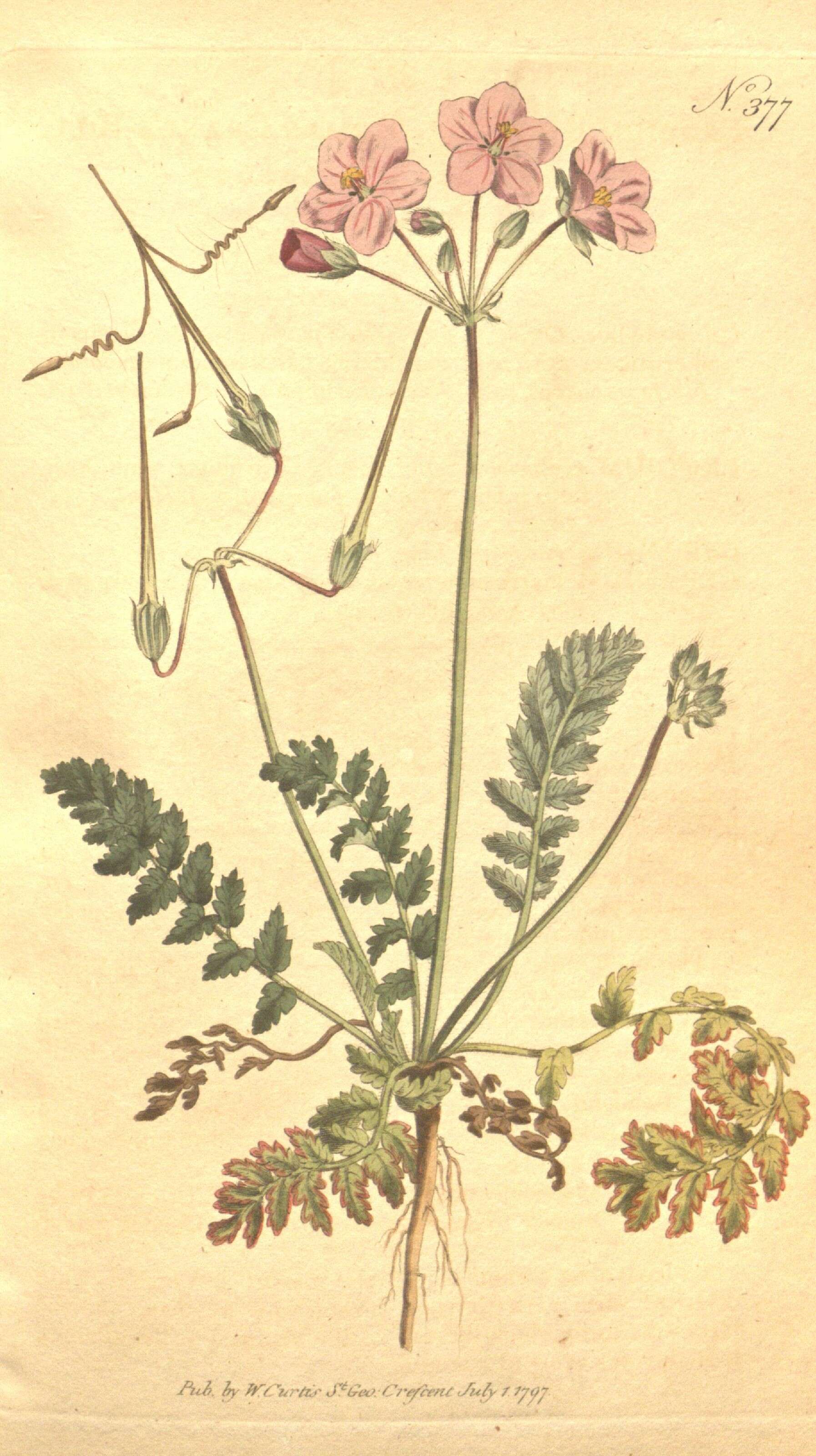 Sivun Erodium acaule (L.) Becherer & Thell. kuva