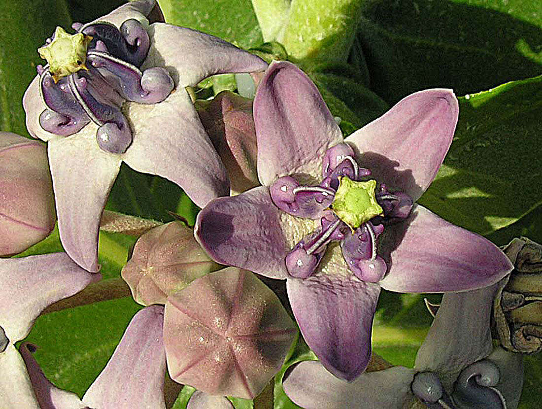 Image of calotropis