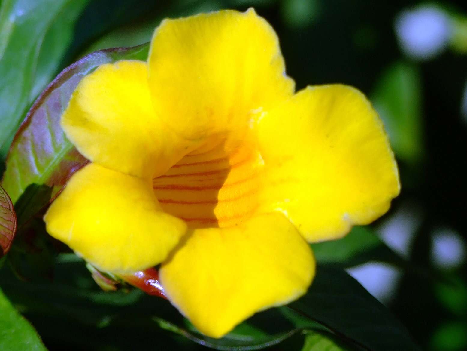 Image of bush allamanda