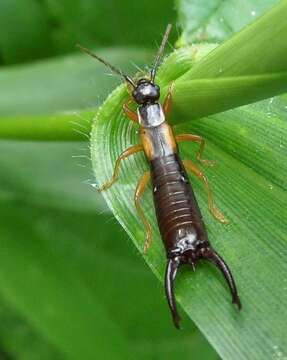 Image of Doru aculeatum (Scudder 1876)