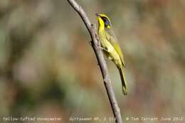 Image of Yellow-tufted Honeyeater