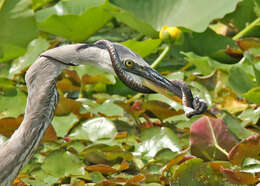 Image of Southern Water Snake