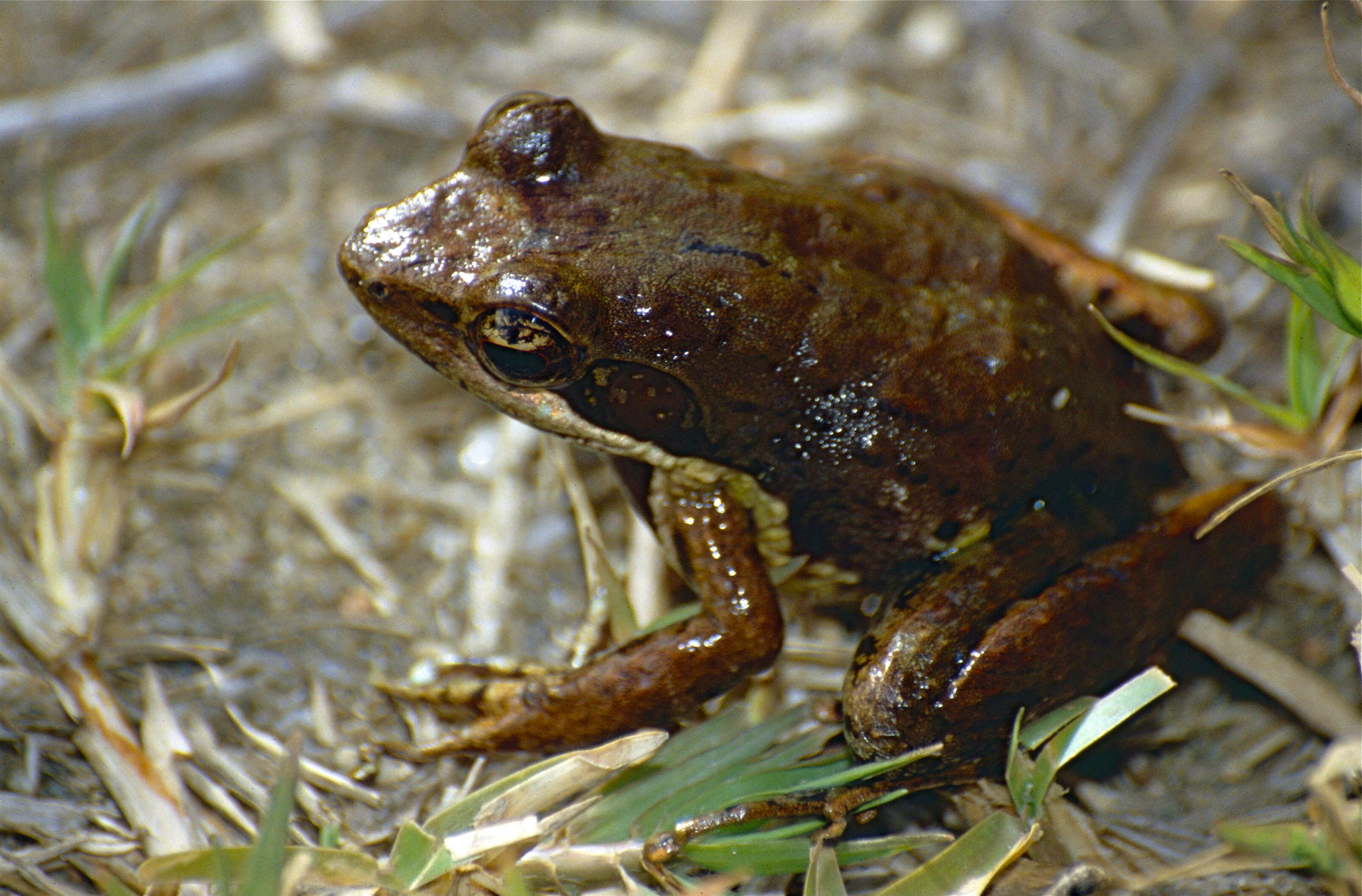 Image of Fort Madagascar Frog