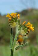 Image of fiddleneck