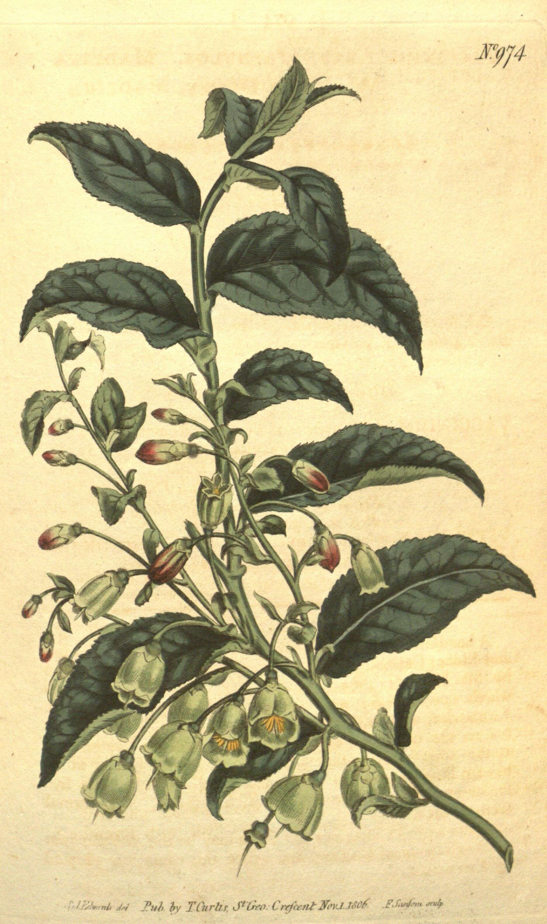 Image of Vaccinium arctostaphylos L.