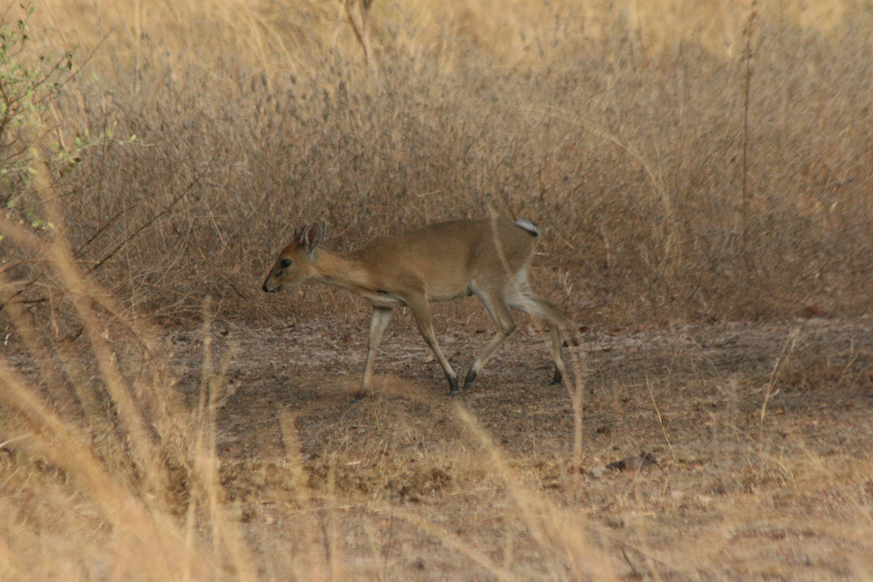 Image de Cephalophinae