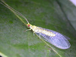 Italochrysa insignis (Walker 1853)的圖片