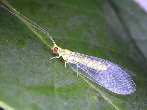 Image of Italochrysa insignis (Walker 1853)