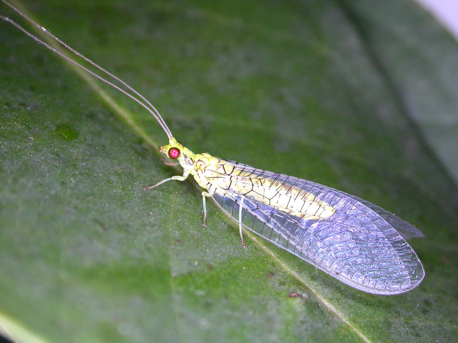 Image of Italochrysa insignis (Walker 1853)