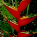 صورة <i>Heliconia</i> caribaea × Heliconia <i>bihai</i>