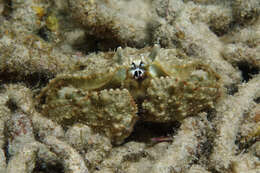 Image of smooth box crab