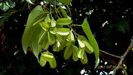 Image of Dioscorea marginata Griseb.