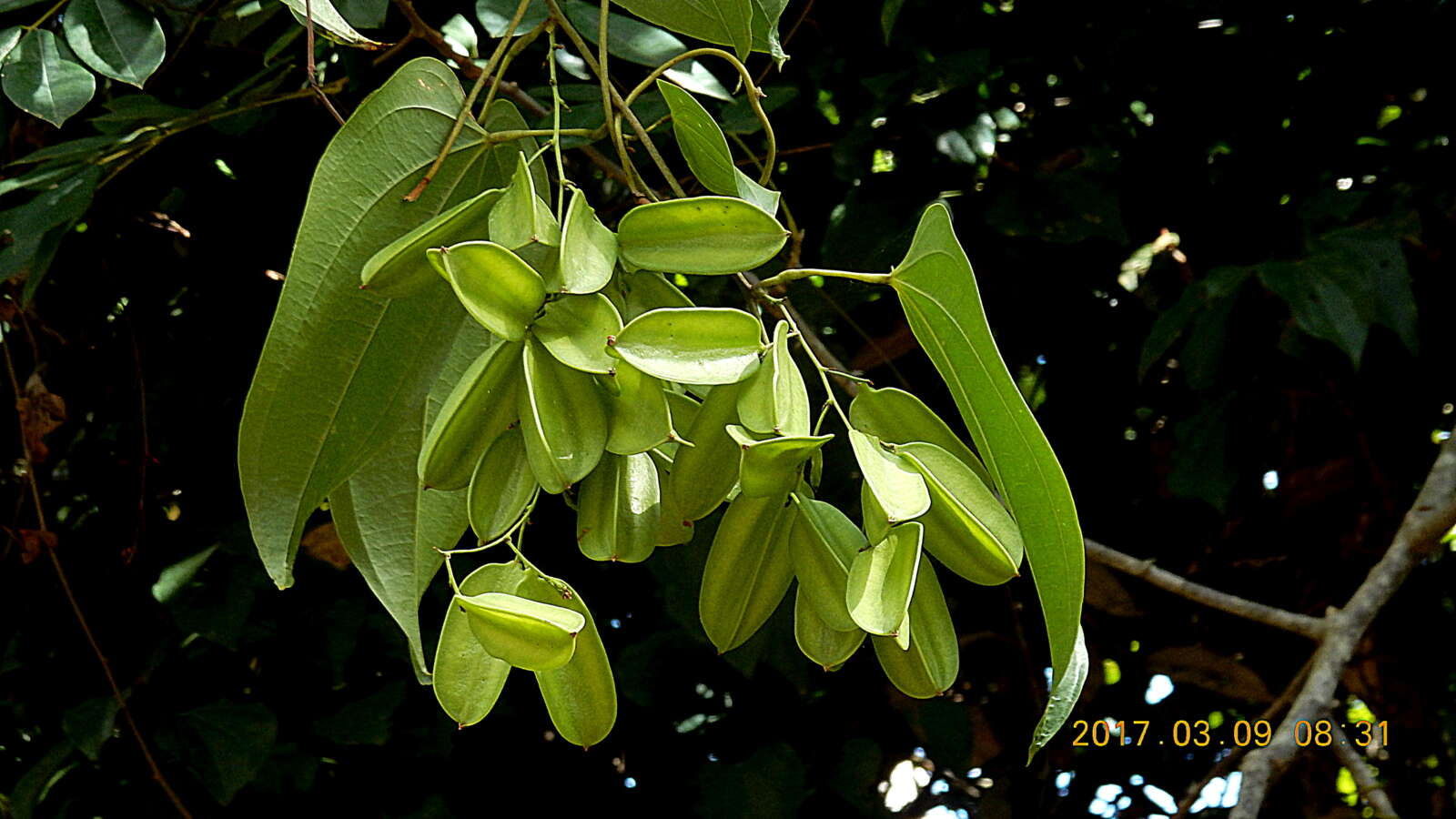 Слика од Dioscorea marginata Griseb.