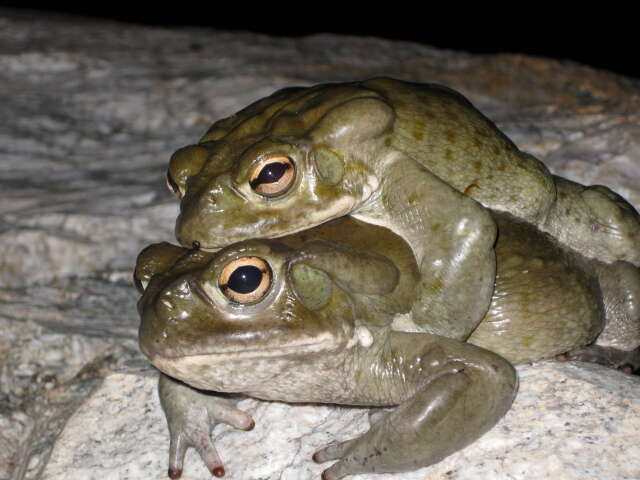 Image of Colorado River Toad Sonoran Desert Toad