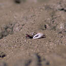 Image de Leptuca batuenta (Crane 1941)