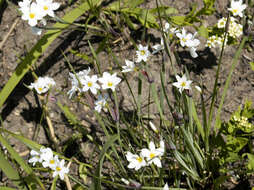 Image of Blue-eyed grass