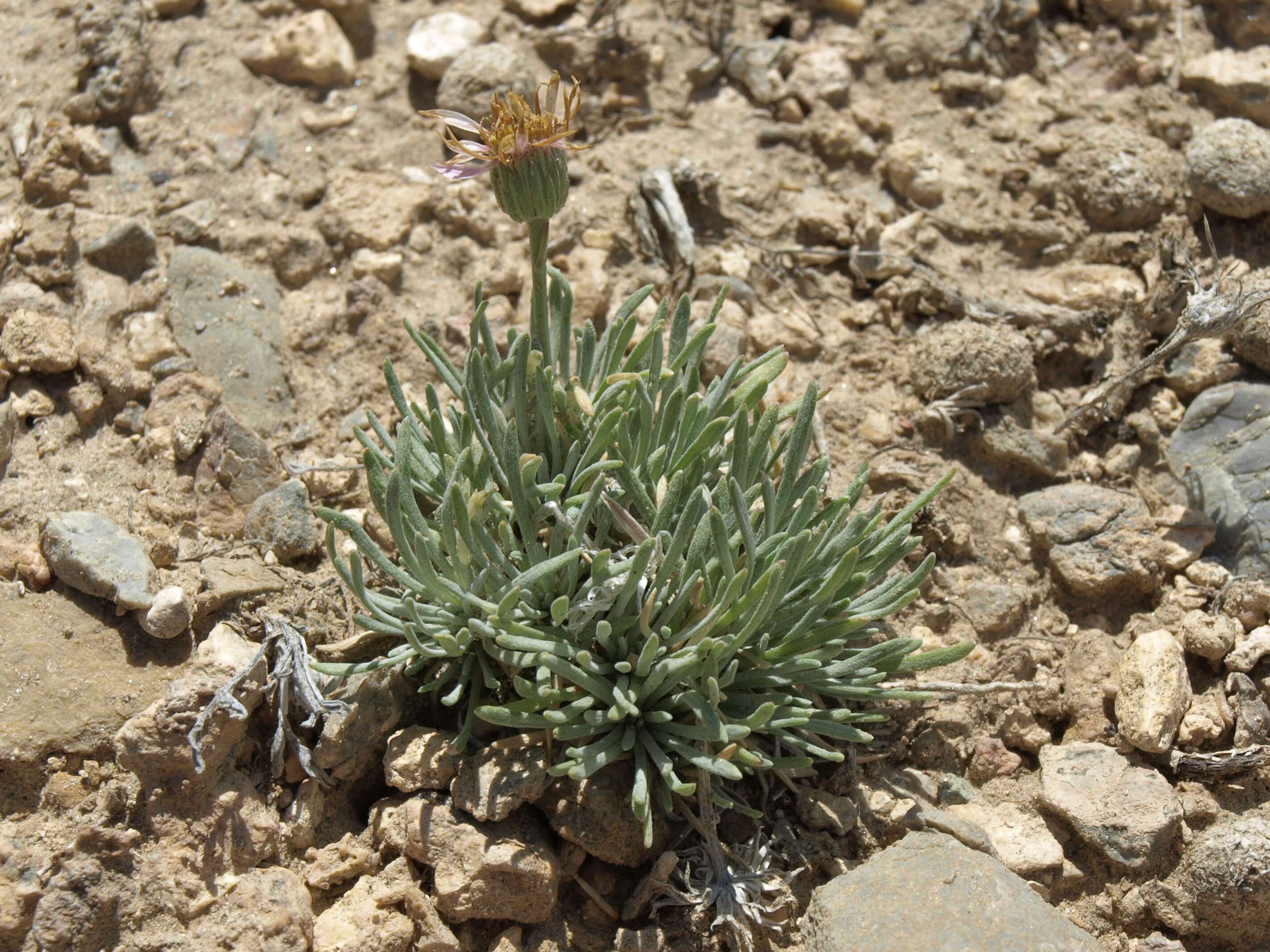 Слика од Erigeron compactus Blake