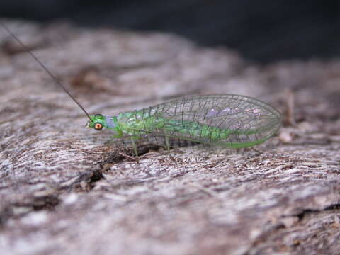 Sivun Mallada tripunctatus (McLachlan 1867) kuva