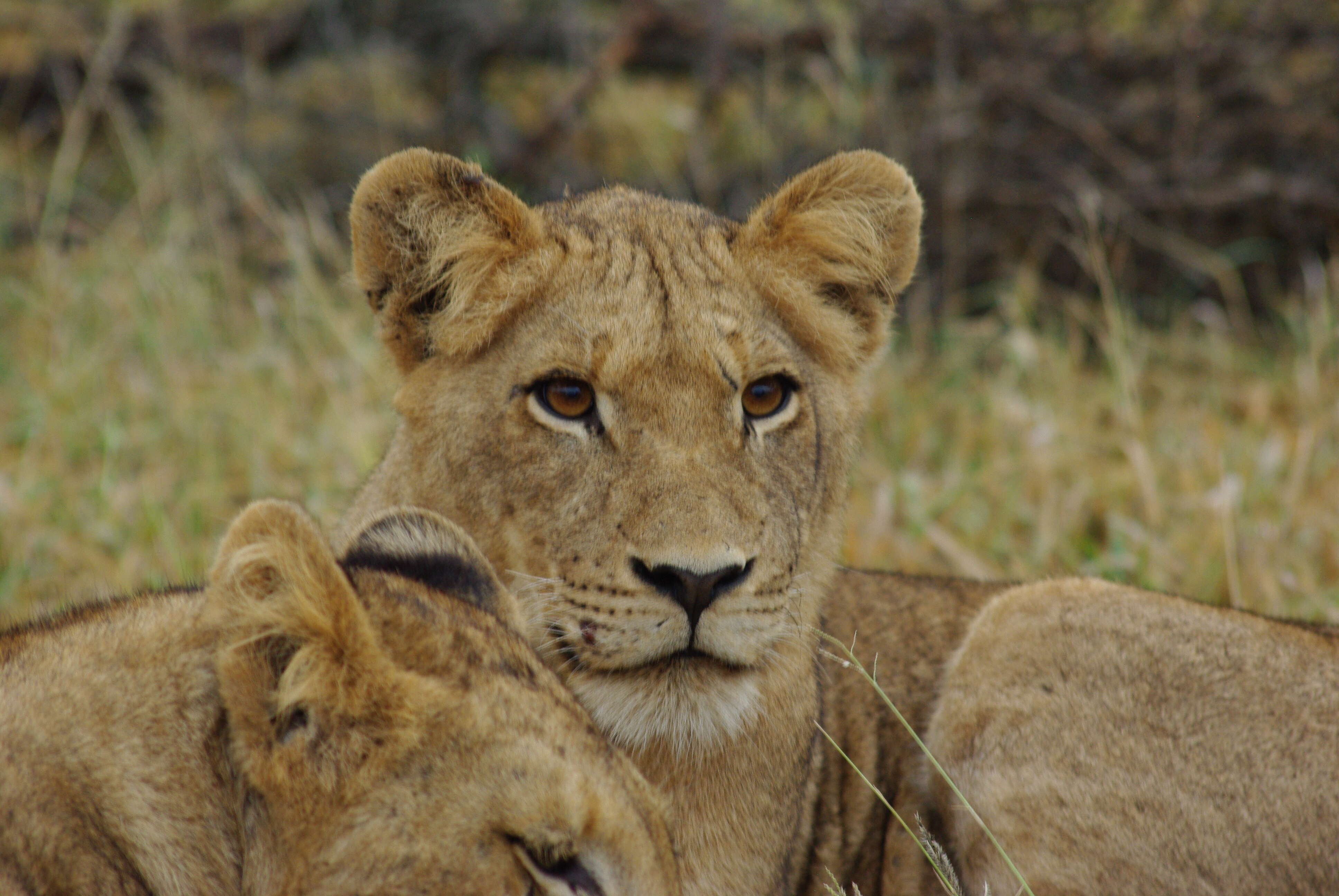 Image of big cats