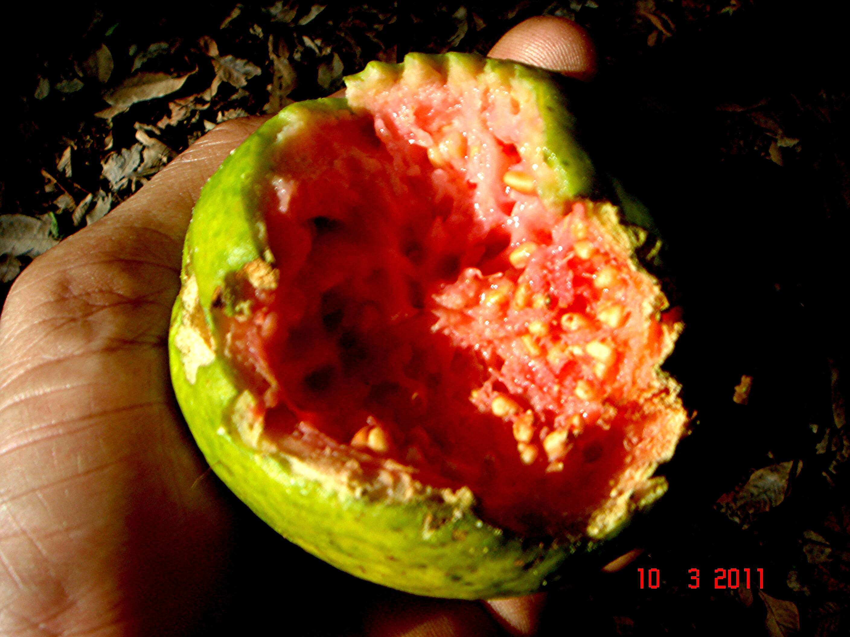 Image of guava