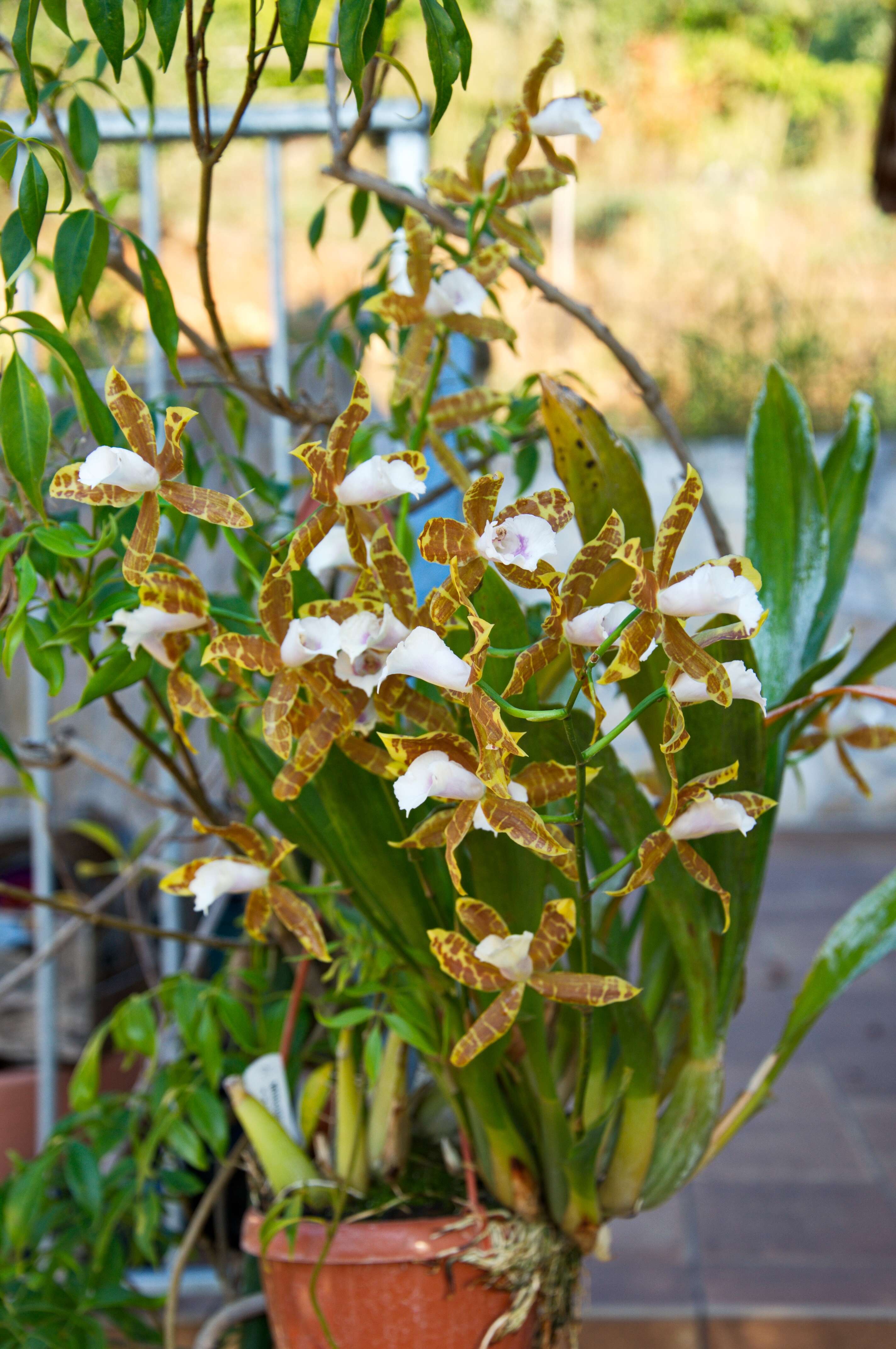 Image of Pansy orchids