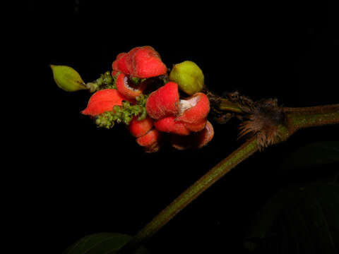 Image of Paullinia rugosa Benth. ex Radlk.