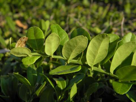 Atalantia buxifolia (Poir.) Oliv. resmi