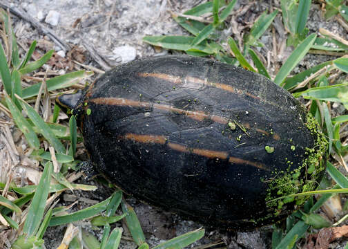 Image of mud turtles